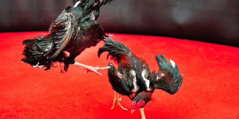 Professional market analysis in fighting cock breeding